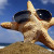 Starfish23