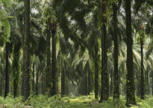 01_plantations_1