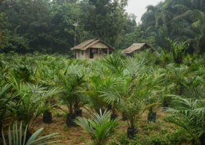 11_plantations_-_jeunes_arbres_0