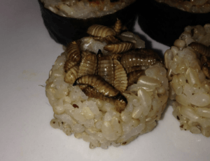 bsf-larva