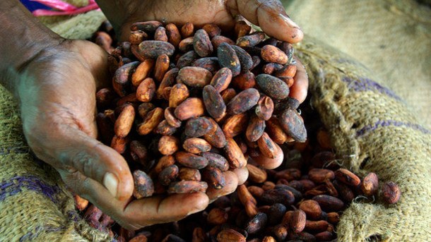 cocoa-beans-2