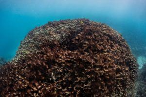 coral-picture