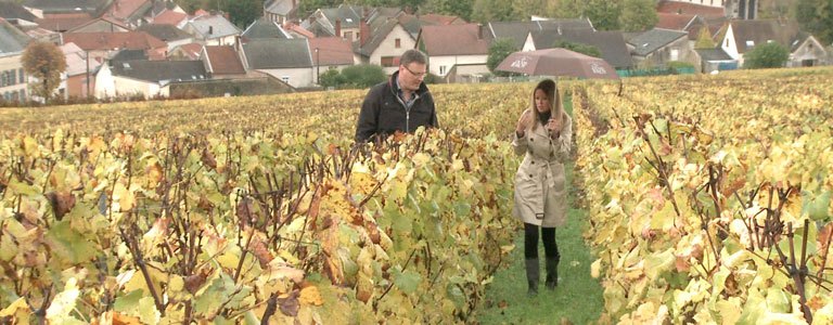 fournel-vineyard-768