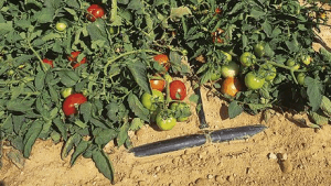 Irrigation