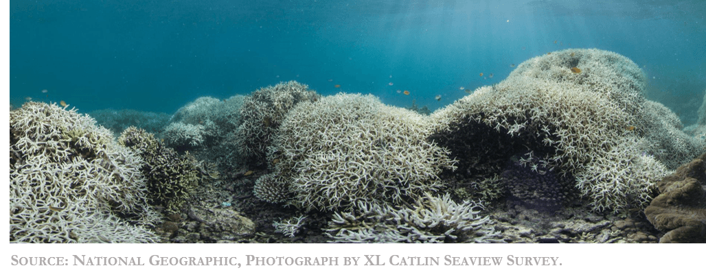 picture_reef