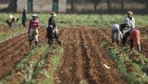 african-farmers