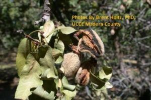 Example of almond hull rot prior to harvest [11]