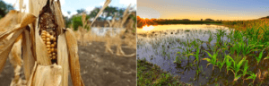 maize-and-flooding