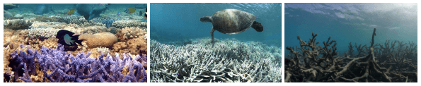 Exhibit 1. The impact of climate change on coral: healthy [9], bleached [8] and dead [2].
