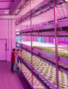 vertical-farming-copy