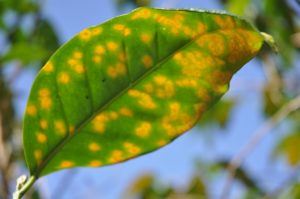 A coffee bean plant affected by Coffee Leaf Rust