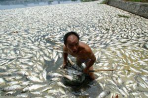 Worker Cleans Away Dead Fish At A Lake In Wuhan, Central China’s Hubei Province, Kyodo News 2015