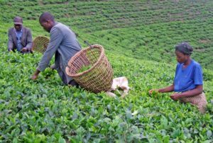 kanungu-tea-farmers