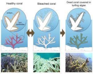 coral-bleaching