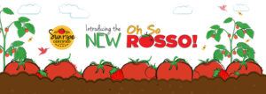 New and sweeter tomato varieties from Sunripe