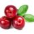 Thomas C. Cranberry IV