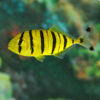 Pilot fish