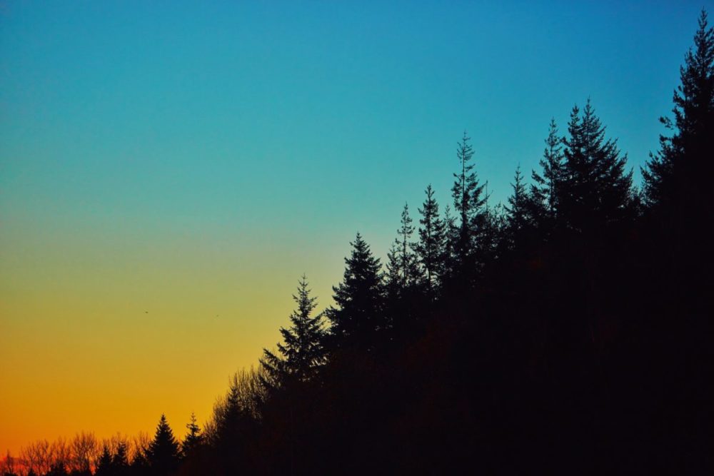 Silhouetted Trees Against a Sunset