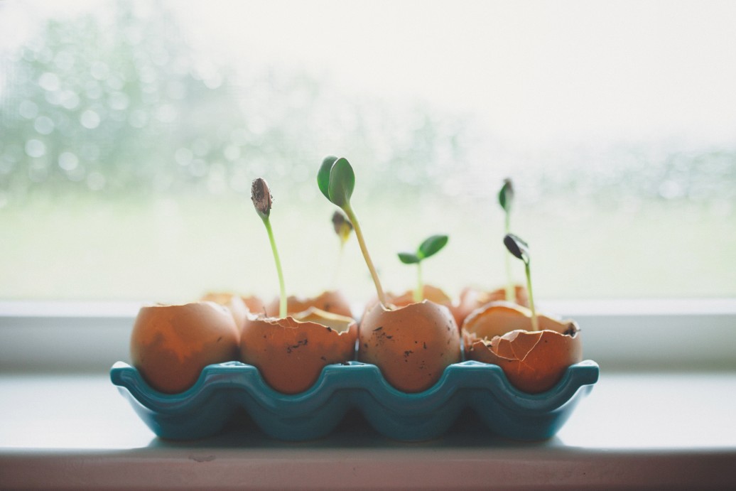 Sprouts growing from egg shells